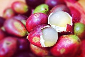 Manfaat Buah Matoa