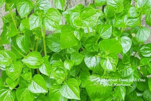 Manfaat Daun Sirih Cina