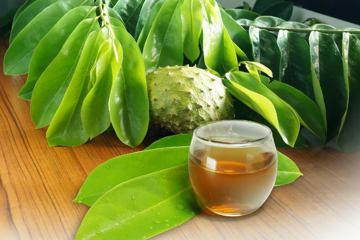 Manfaat Daun Sirsak