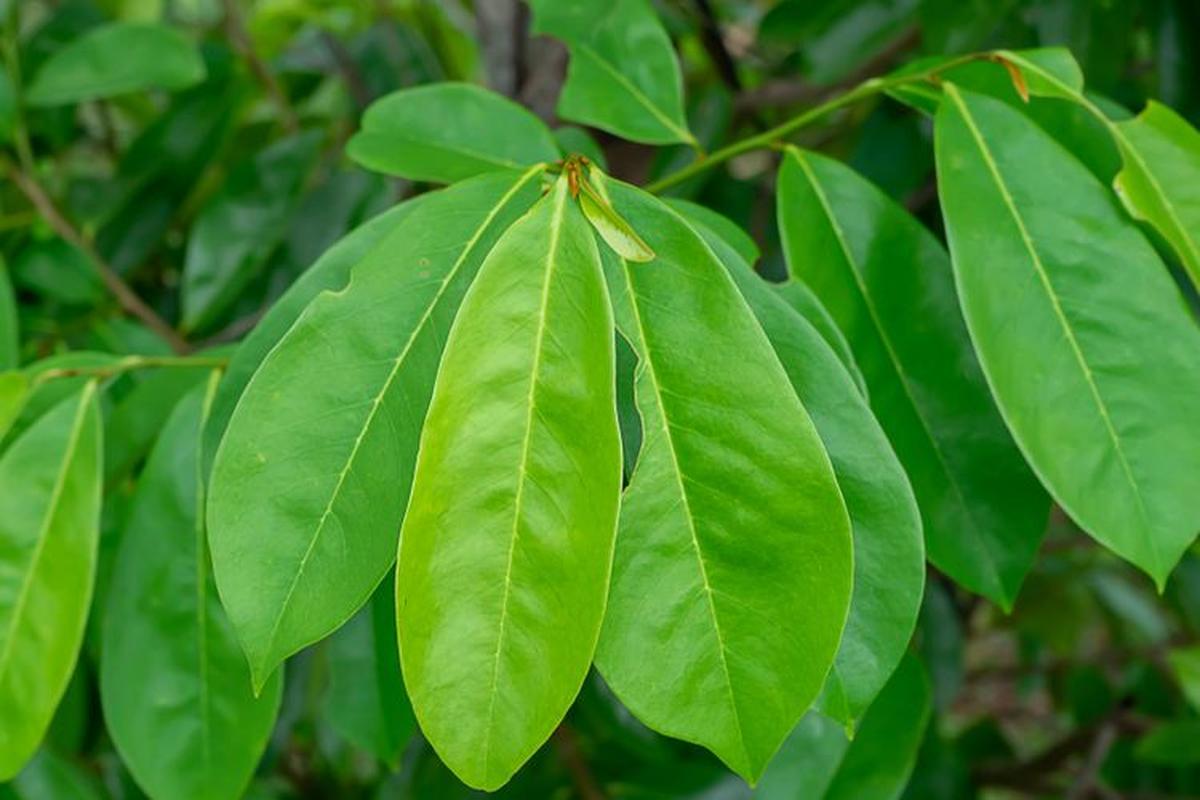 Manfaat Daun Sirsak Untuk Kesehatan