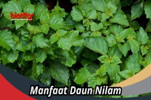Manfaat Nilam