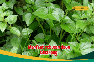 Manfaat Rebusan Daun Binahong