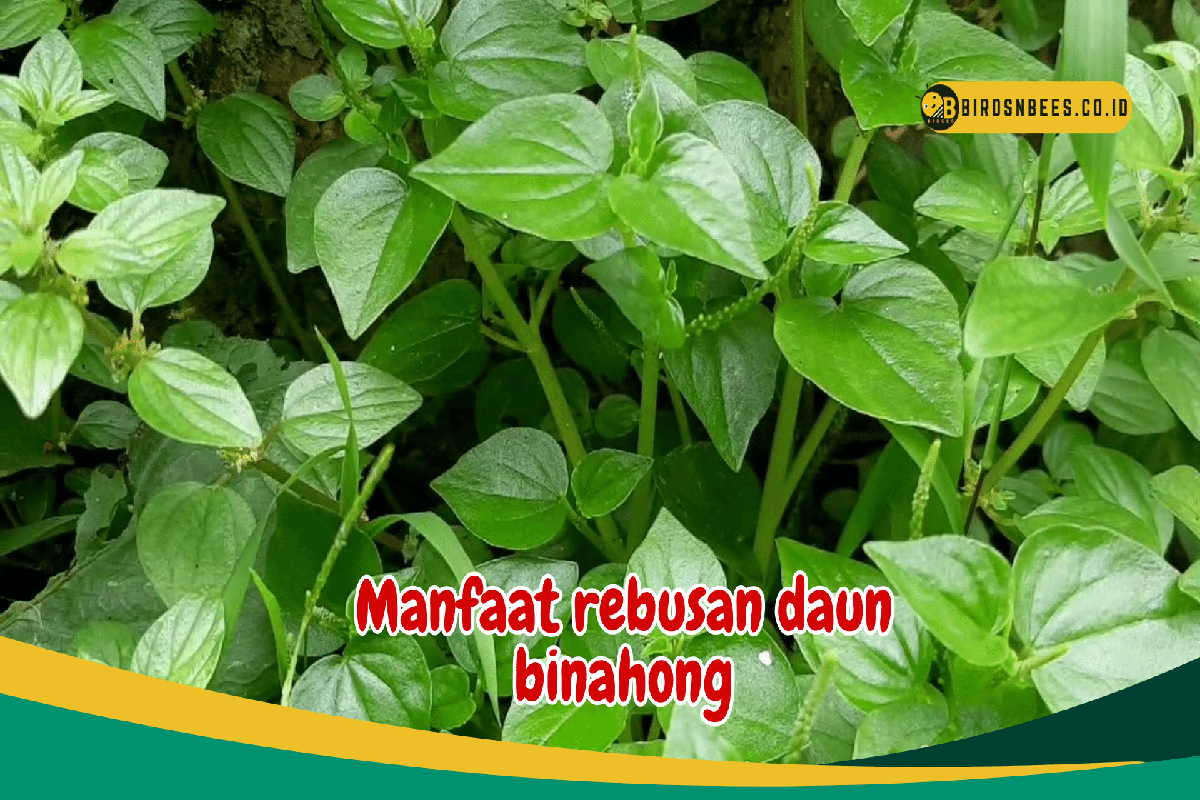 Manfaat Rebusan Daun Binahong