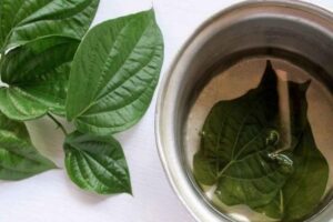 Manfaat Rebusan Daun Sirih