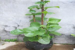 Manfaat Tanaman Angkung