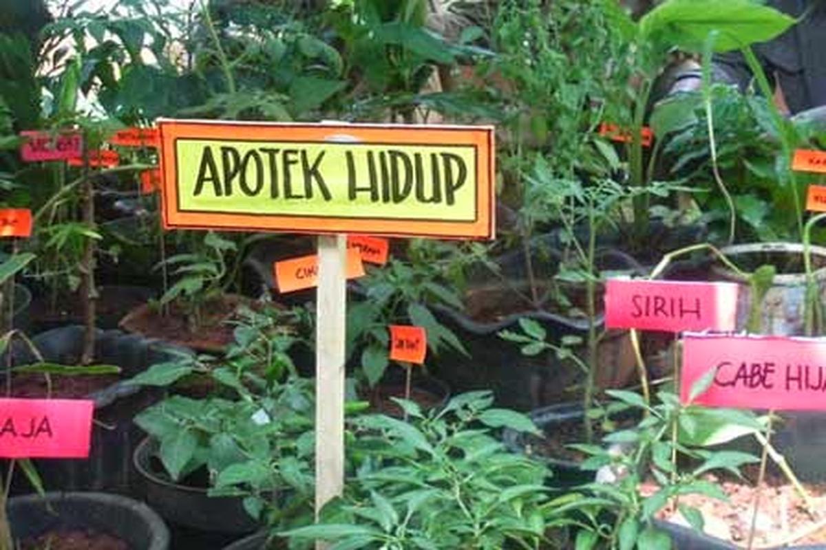 Manfaat Tanaman Apotik Hidup