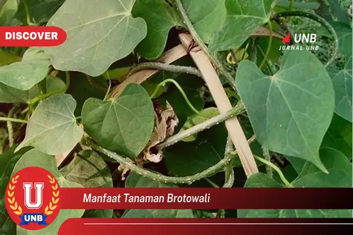 Manfaat Tanaman Brotowali Antara Lain Untuk Mengobati