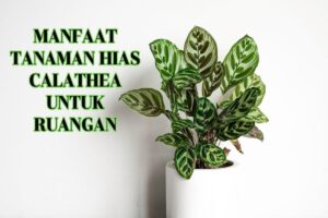 Manfaat Tanaman Calathea
