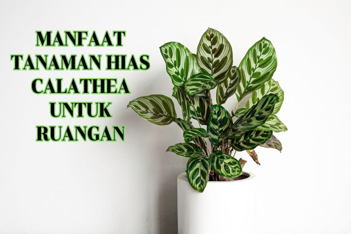 Manfaat Tanaman Calathea