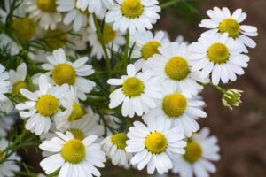 Manfaat Tanaman Chamomile