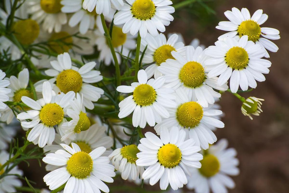 Manfaat Tanaman Chamomile