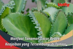 Manfaat Tanaman Cocor Bebek