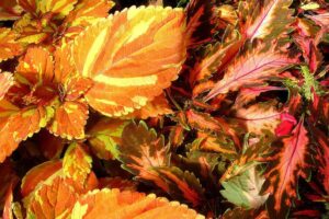 Manfaat Tanaman Coleus