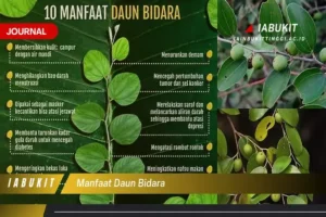 Manfaat Tanaman Daun Bidara