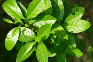 Manfaat Tanaman Daun Salam