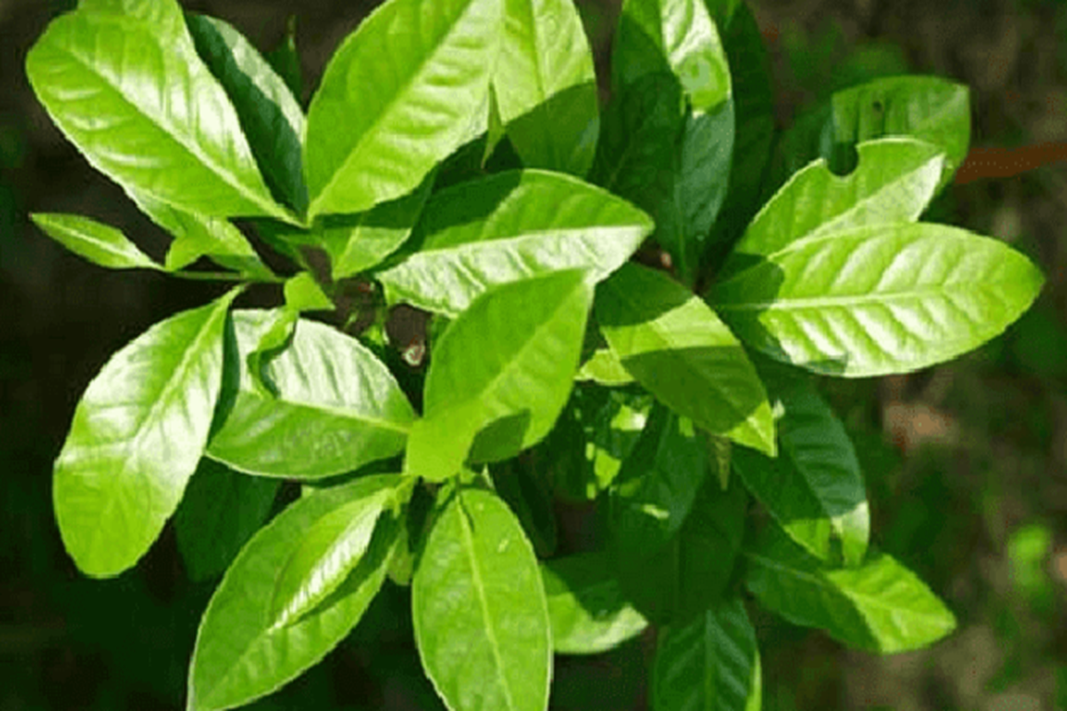 Manfaat Tanaman Daun Salam