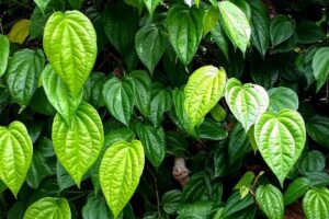 Manfaat Tanaman Daun Sirih