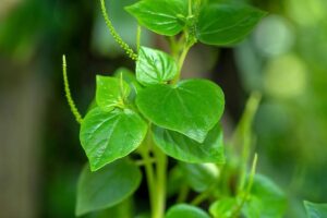 Manfaat Tanaman Daun Sirih Cina