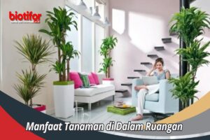 Manfaat Tanaman Di Dalam Ruangan