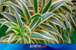 Manfaat Tanaman Dracaena