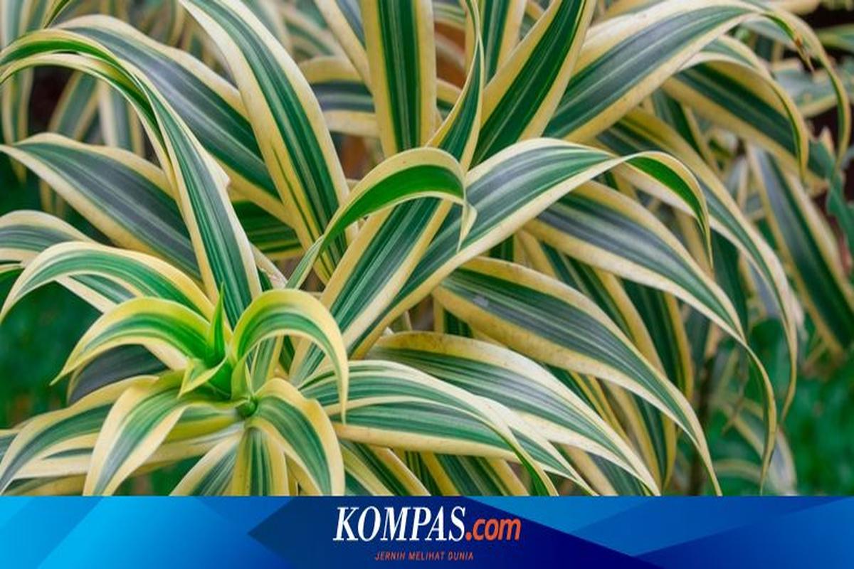 Manfaat Tanaman Dracaena