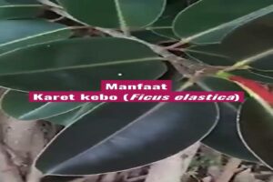 Manfaat Tanaman Ficus Elastica