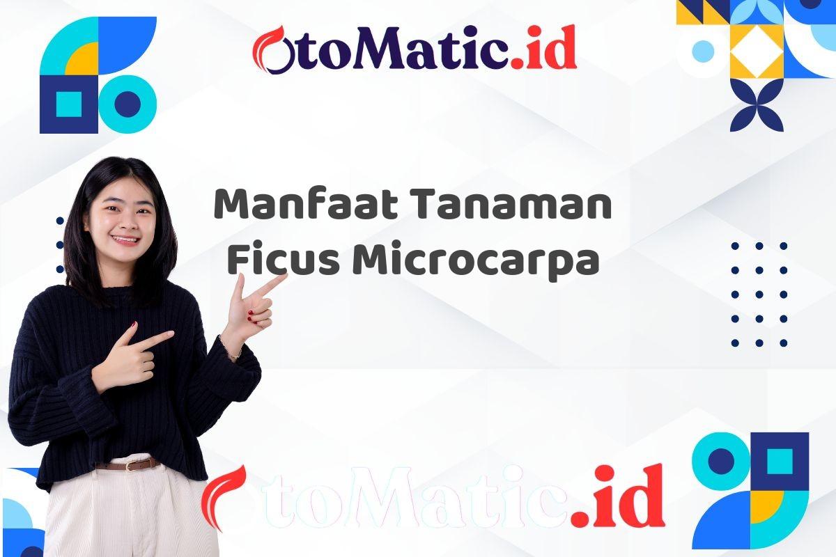 Manfaat Tanaman Ficus Microcarpa
