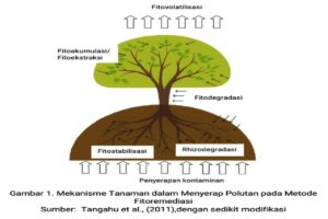 Manfaat Tanaman Fitoremediasi