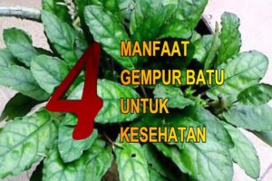 Manfaat Tanaman Gempur Batu
