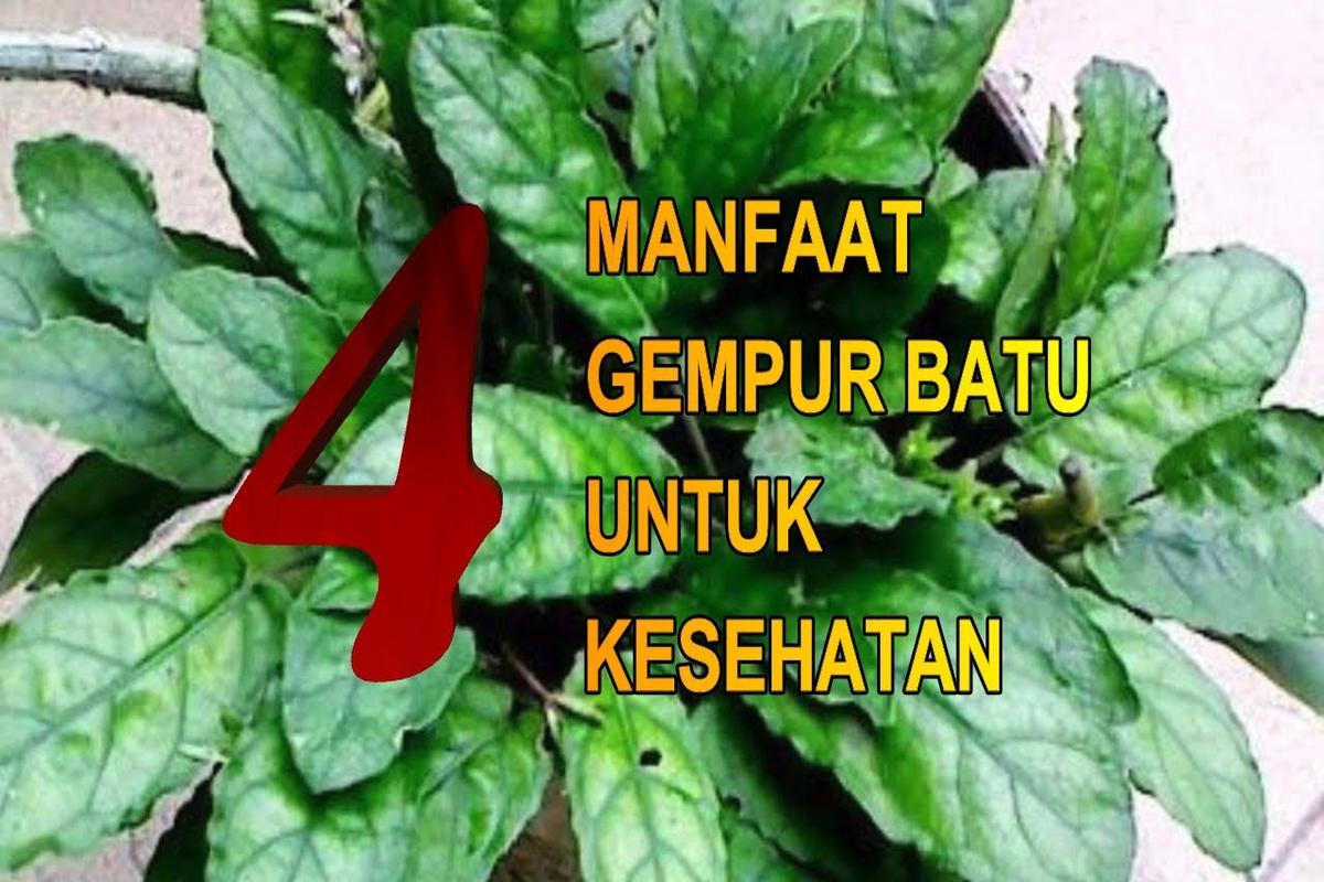 Manfaat Tanaman Gempur Batu