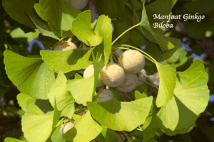 Manfaat Tanaman Ginkgo Biloba