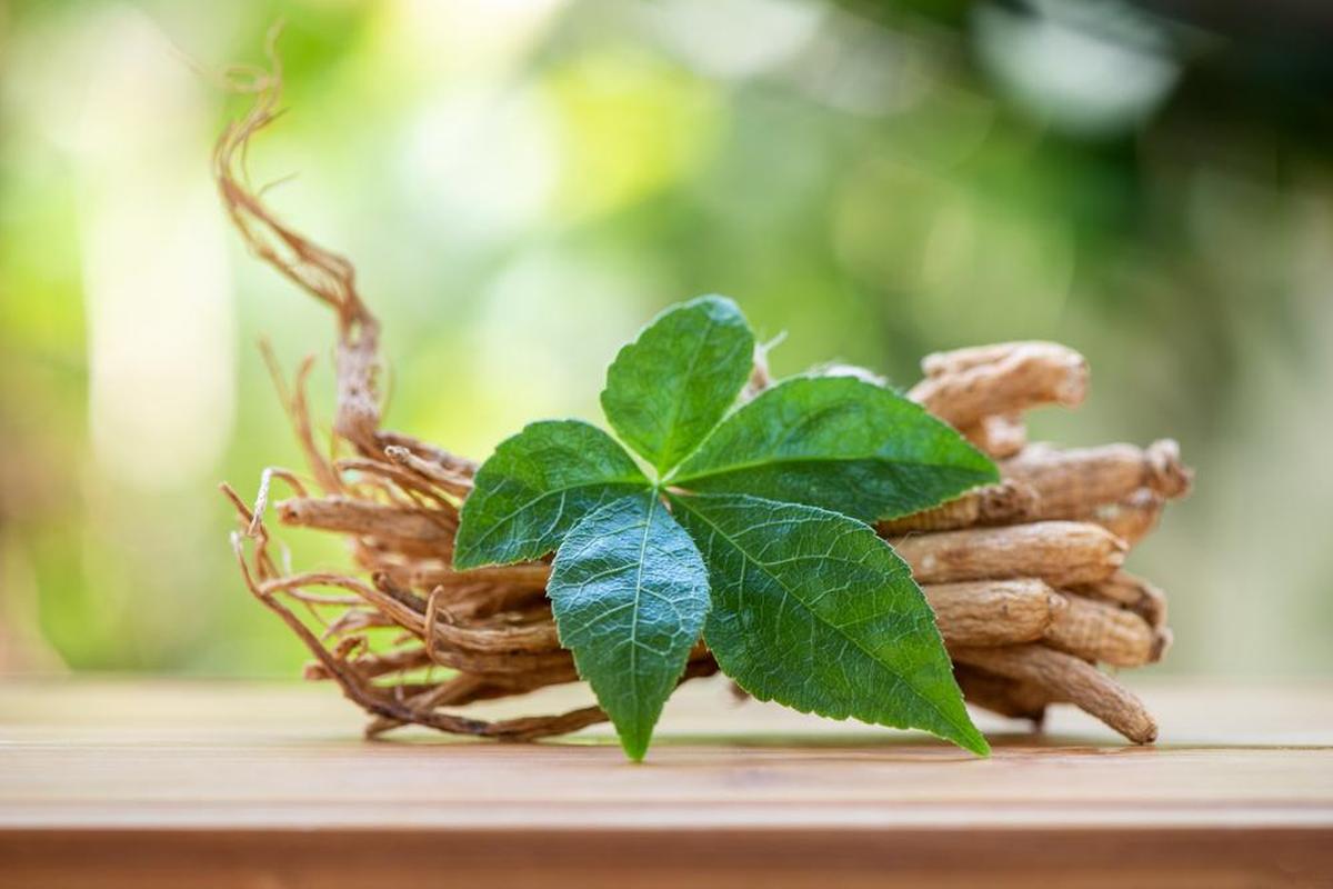 Manfaat Tanaman Ginseng