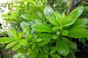 Manfaat Tanaman Ginseng Jawa