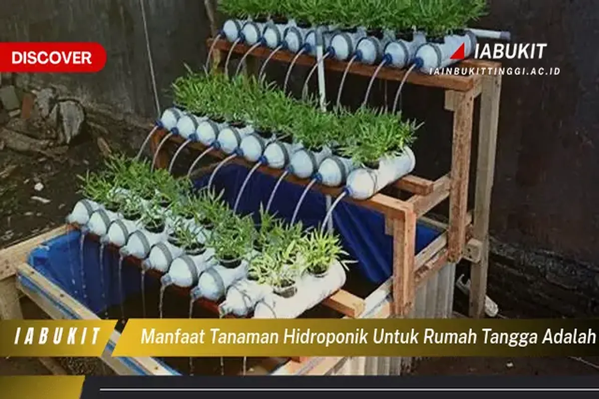 Manfaat Tanaman Hidroponik Untuk Rumah Tangga Adalah