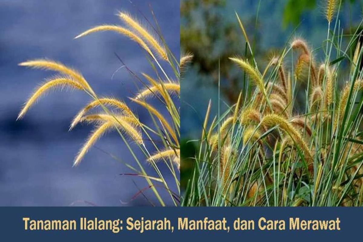 Manfaat Tanaman Ilalang