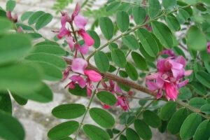 Manfaat Tanaman Indigofera