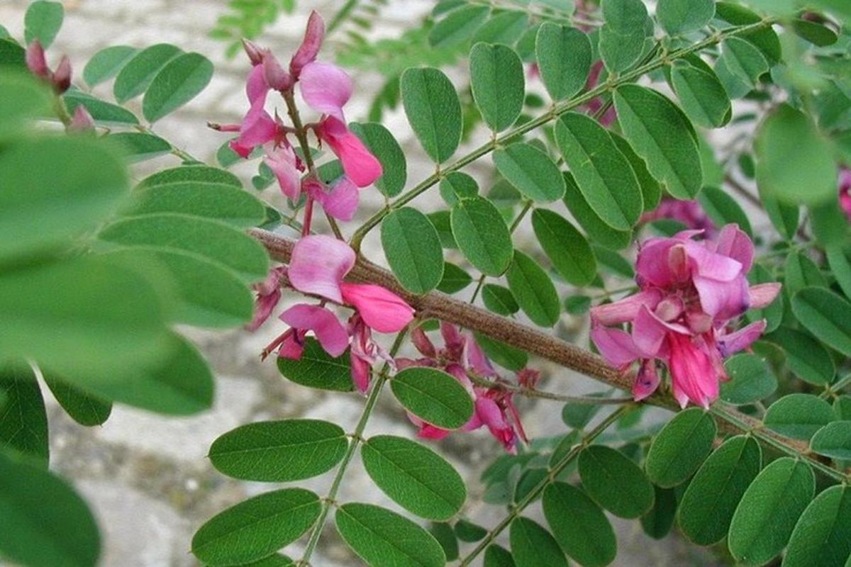 Manfaat Tanaman Indigofera