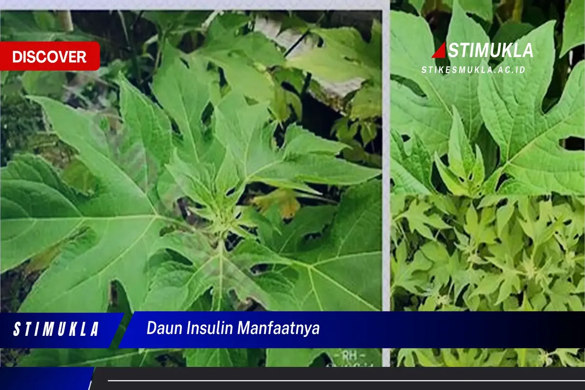 Manfaat Tanaman Insulin