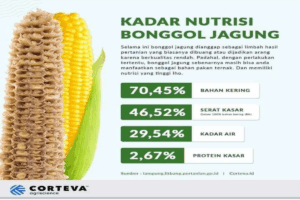 Manfaat Tanaman Jagung