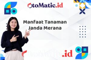 Manfaat Tanaman Janda Merana