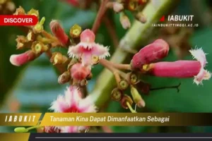 Manfaat Tanaman Kina