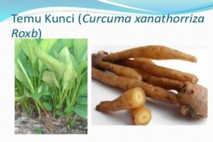 Manfaat Tanaman Kunci