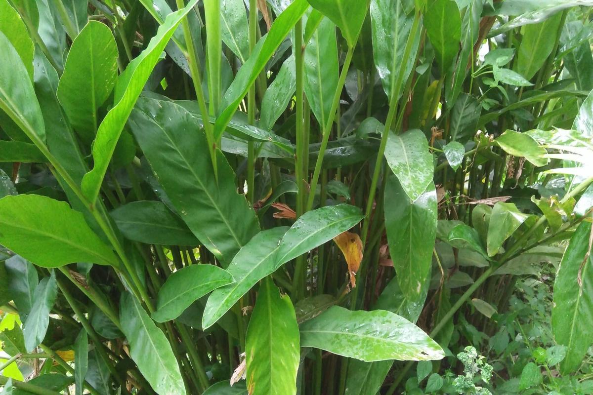 Manfaat Tanaman Laos