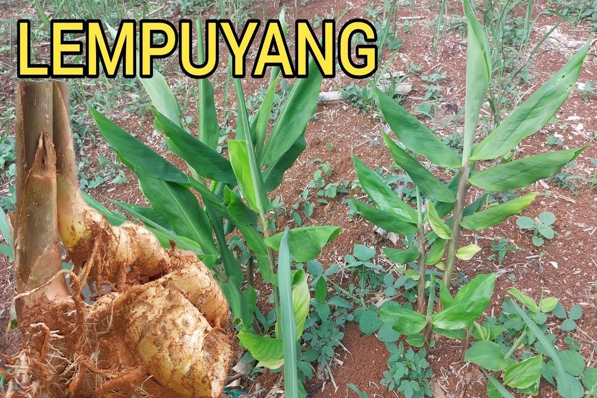 Manfaat Tanaman Lempuyang