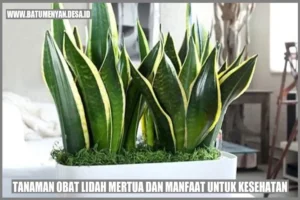 Manfaat Tanaman Lidah Mertua Untuk Kesehatan