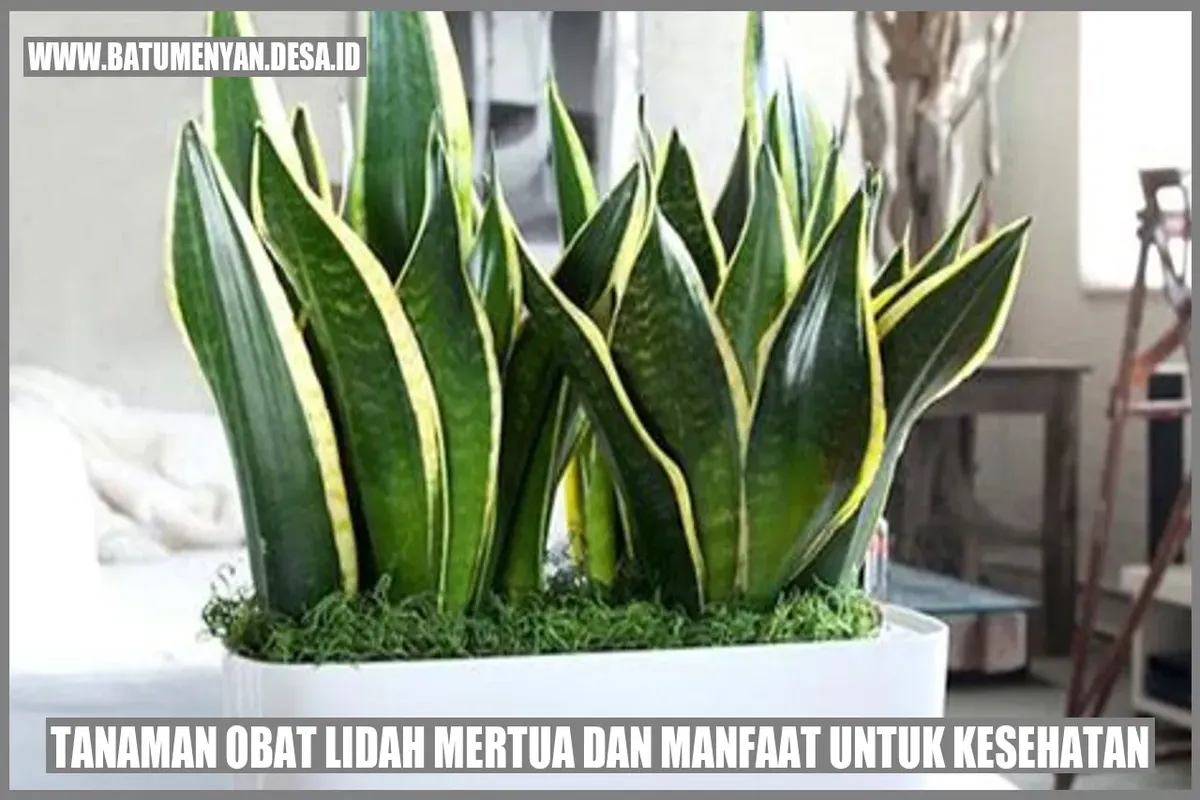 Manfaat Tanaman Lidah Mertua Untuk Kesehatan