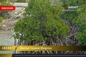 Manfaat Tanaman Mangrove