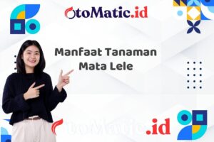 Manfaat Tanaman Mata Lele