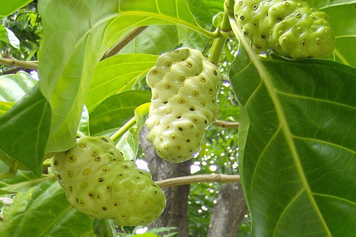 Manfaat Tanaman Mengkudu