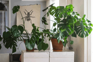 Manfaat Tanaman Monstera